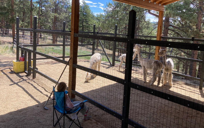 New electrified alpaca enclosure